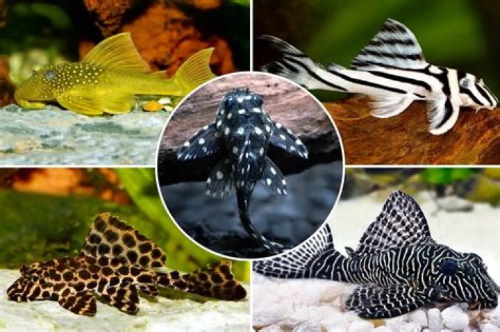 12 Different Types of Plecos (With Pictures) | PangoVet