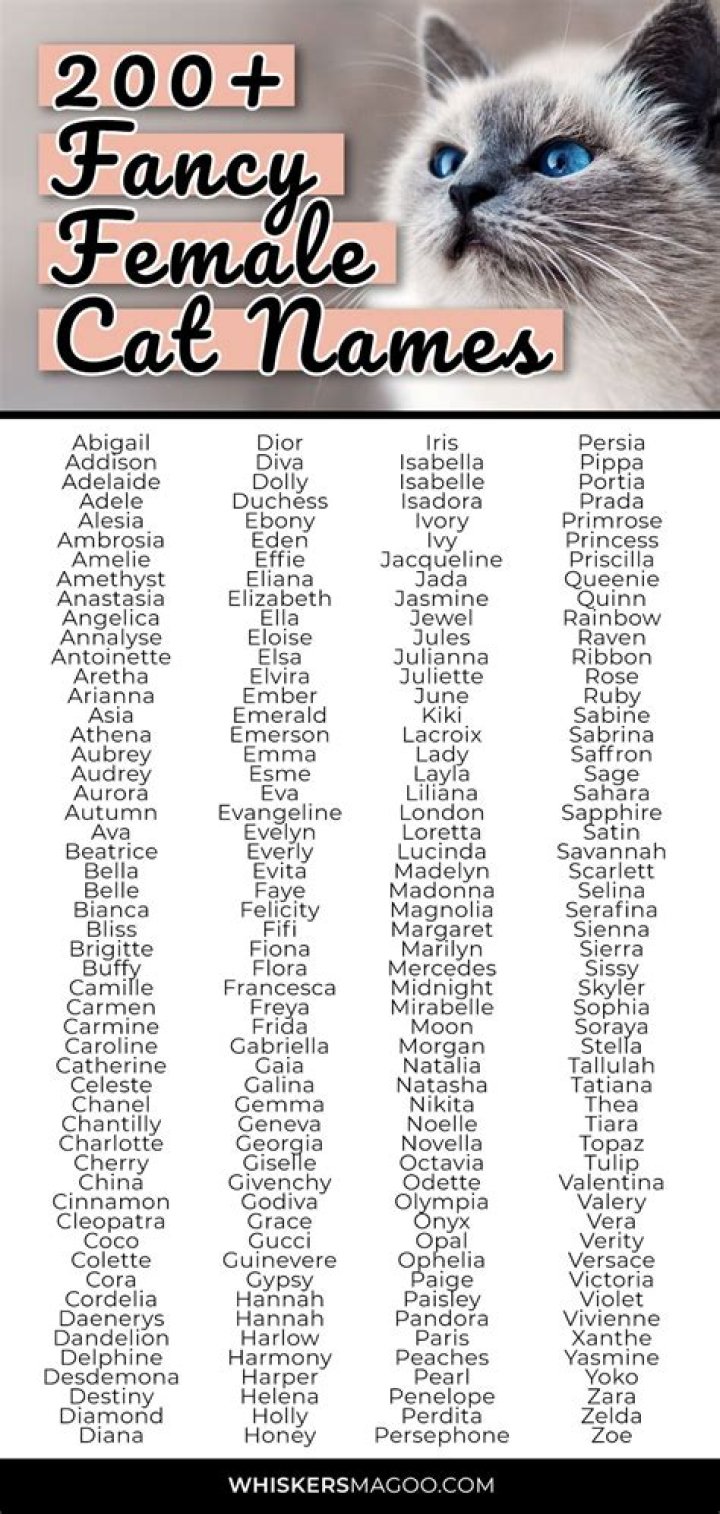 400+ Cat Names That Start With D: Delightful Male & Female Choices | PangoVet