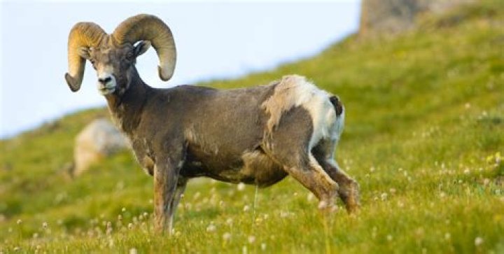 $6.5K reward as Arizona officials investigate the killing of a desert bighorn sheep near Gila Bend