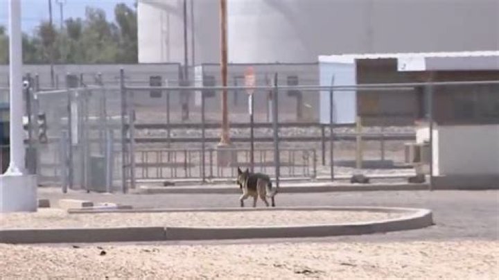 A ride-along with Maricopa County Animal Care and Control