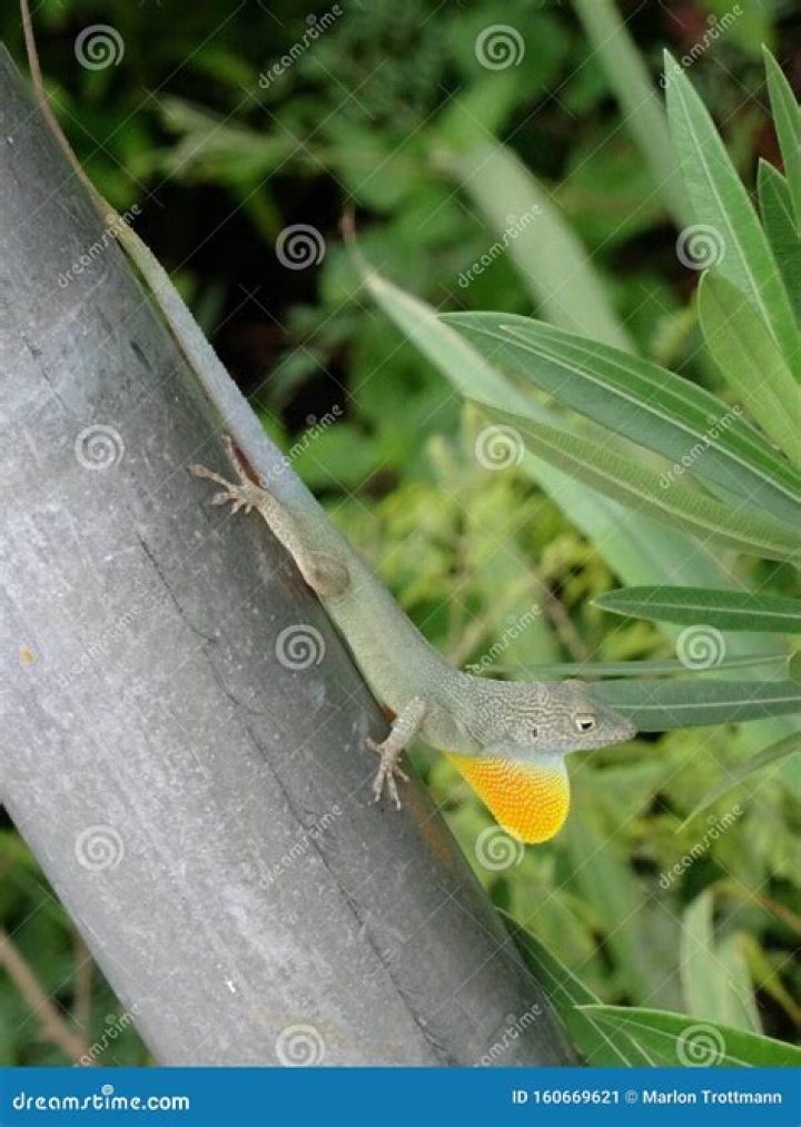 Anolis grahami - Alchetron, The Free Social Encyclopedia