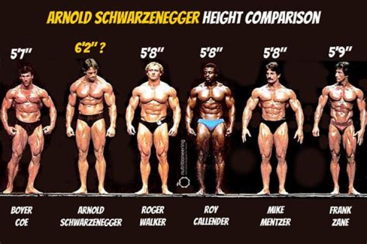 Arnold Schwarzenegger Taille