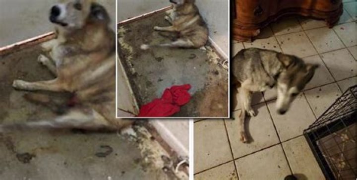 ‘Biohazard’ detailed in report of Chandler animal, elder abuse suspect’s home