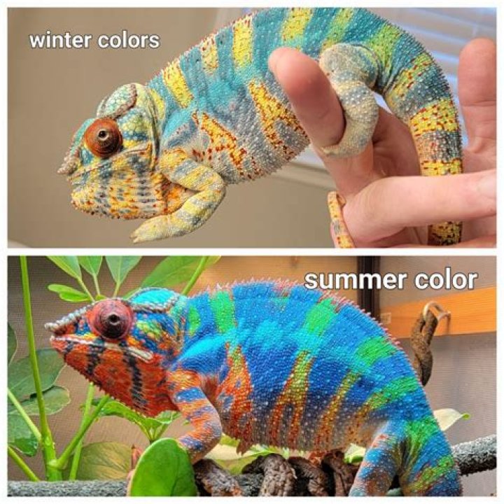 Do Chameleons Have an Odor as a Pet? Reasons & What to Do | PangoVet