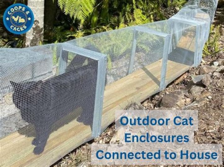 How to Train an Outdoor Cat to Use a Litter Box: 7 Simple Tips | PangoVet