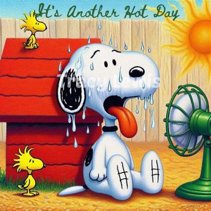 It's not just the saguaros. Agaves in Arizona are melting from the heat