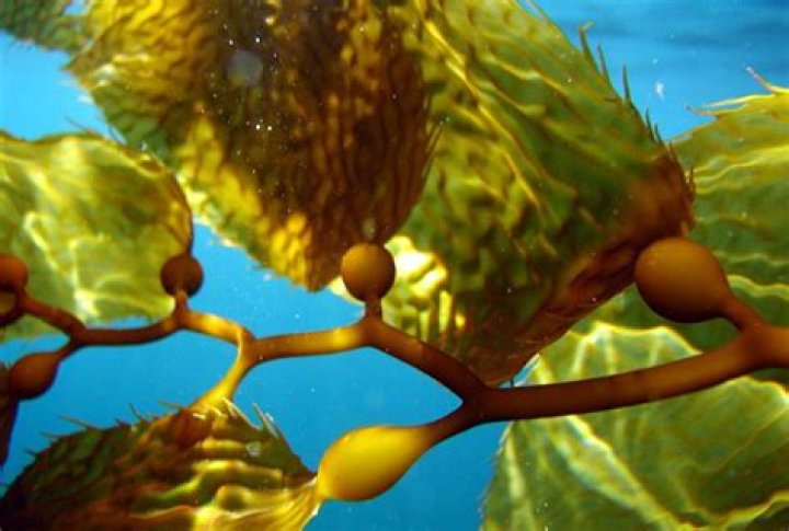 Kelp & Seed Scrub Bar
– Laurel Mercantile