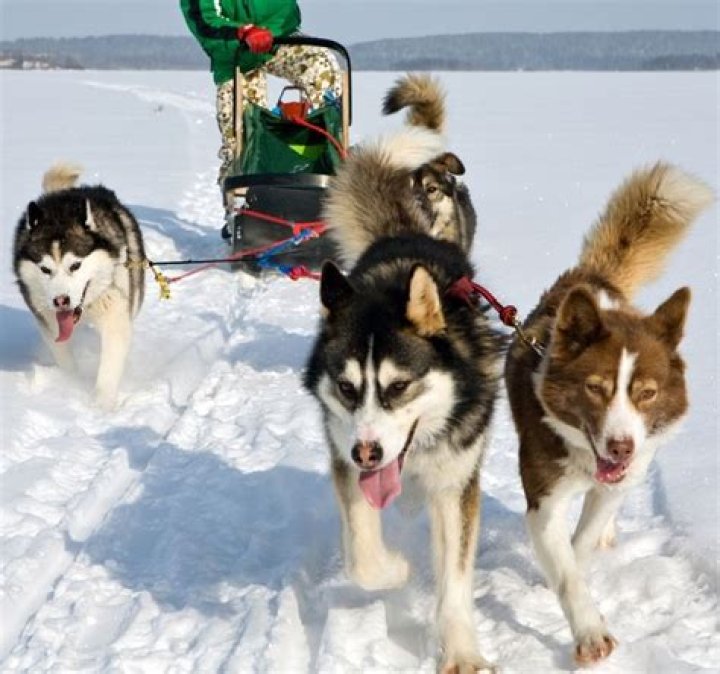 Longest sled dog race in eastern US canceled due to not enough snow
