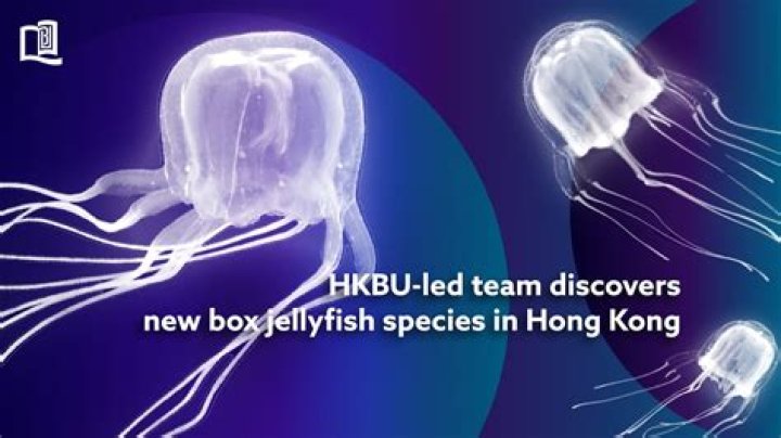 New species of jellyfish found with 24 eyes