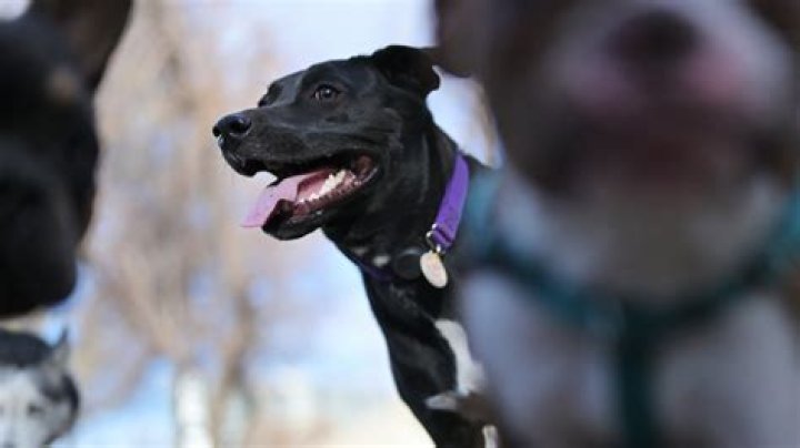 Park City vet thinks he's treated dogs with mysterious respiratory illness