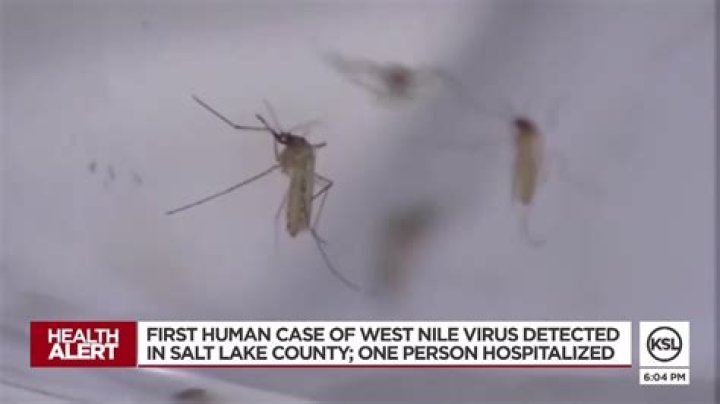 Salt Lake adult hospitalized with severe case of West Nile virus