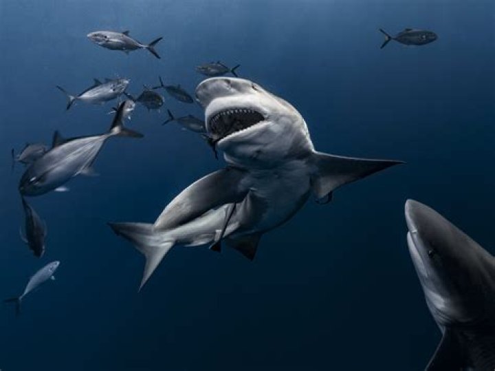 Sharks Sink in Fresh Water