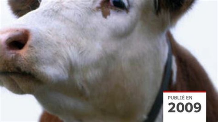 Symptome Maladie De La Vache Folle