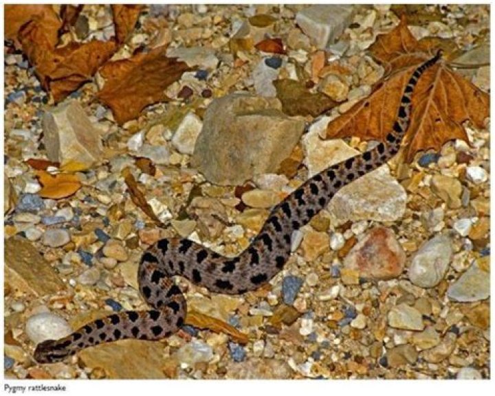 Warm weather brings poisonous snakes to Jones County | Local News