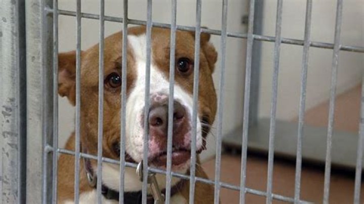 Weber animal shelter to euthanize dogs, makes plea to adopt amid overcrowding