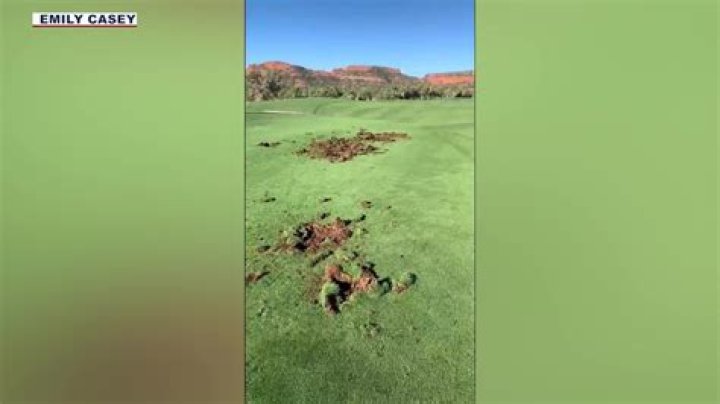 Why did javelinas damage an Arizona golf course?